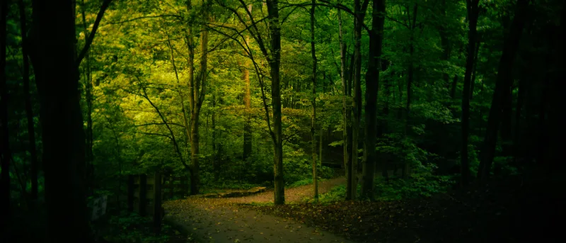 Sunlit winding forest path through emerald canopy