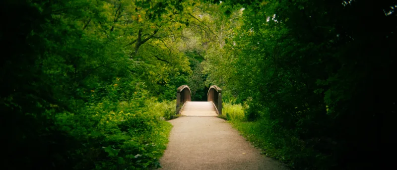 Wooden arched footbridge on a trail path framed by lush trees