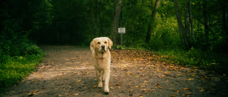 Golden retriever walking along a trail covered in autumn leaves