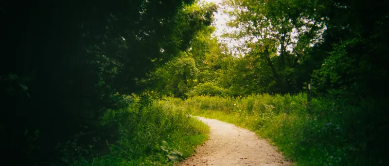 Sunlit gravel trail meandering through meadow grasses toward tree line