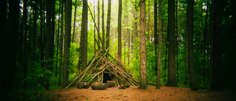 Rustic lean-to shelter made of fallen branches in a pine clearing