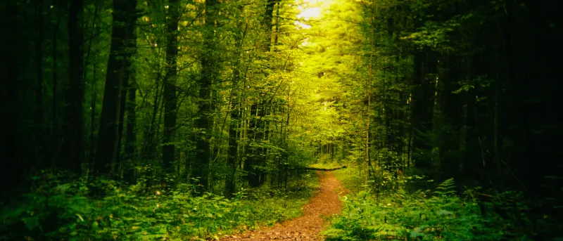 Forest path bathed in warm golden canopy light