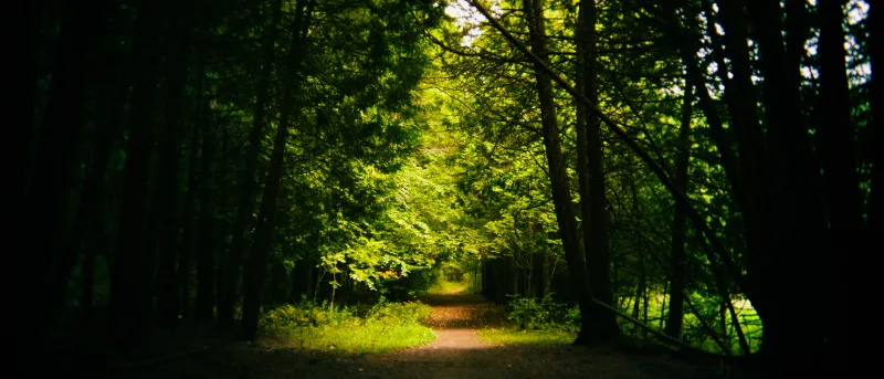 Canopied forest trail looking through dark silhouettes toward sunlit leaves