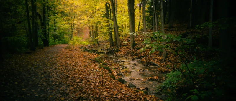 Shallow stream flowing through autumn woods alongside a trail of golden leaves