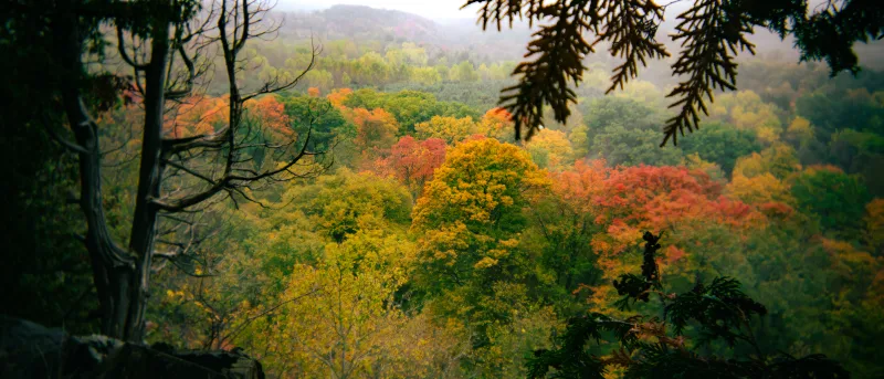 Panoramic overlook of rolling hills and forest valley glowing with autumn foliage